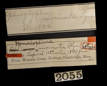 Media type: image;   Invertebrate Zoology OPH-611 Description: Handwritten labels for this specimen included in the specimen tray.;  Aspect: labels